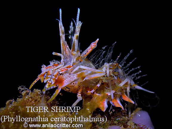 Anilao-diving-Anilao-most-wanted-critters-tiger-shrimp